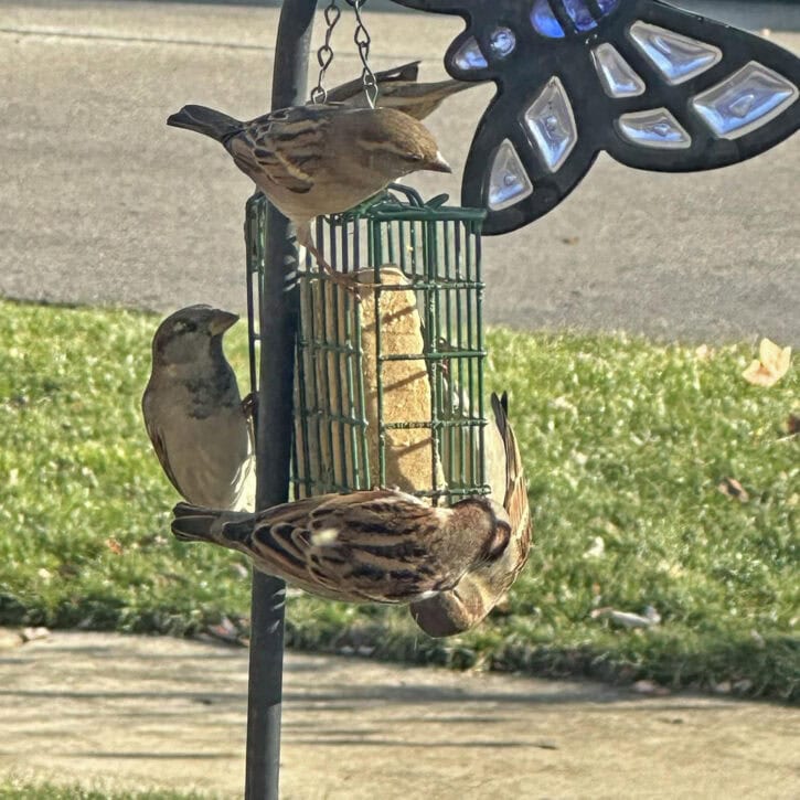 NaturALL Non-GMO Suet Cake (Peanut Butter)